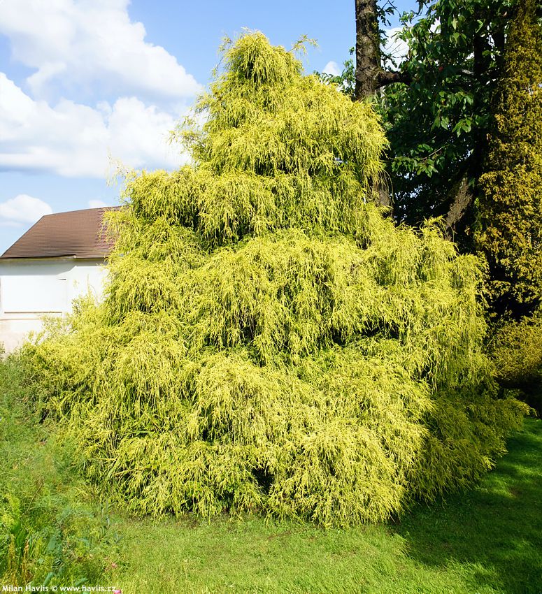 chamaecyparis pisifera Filifera Aurea