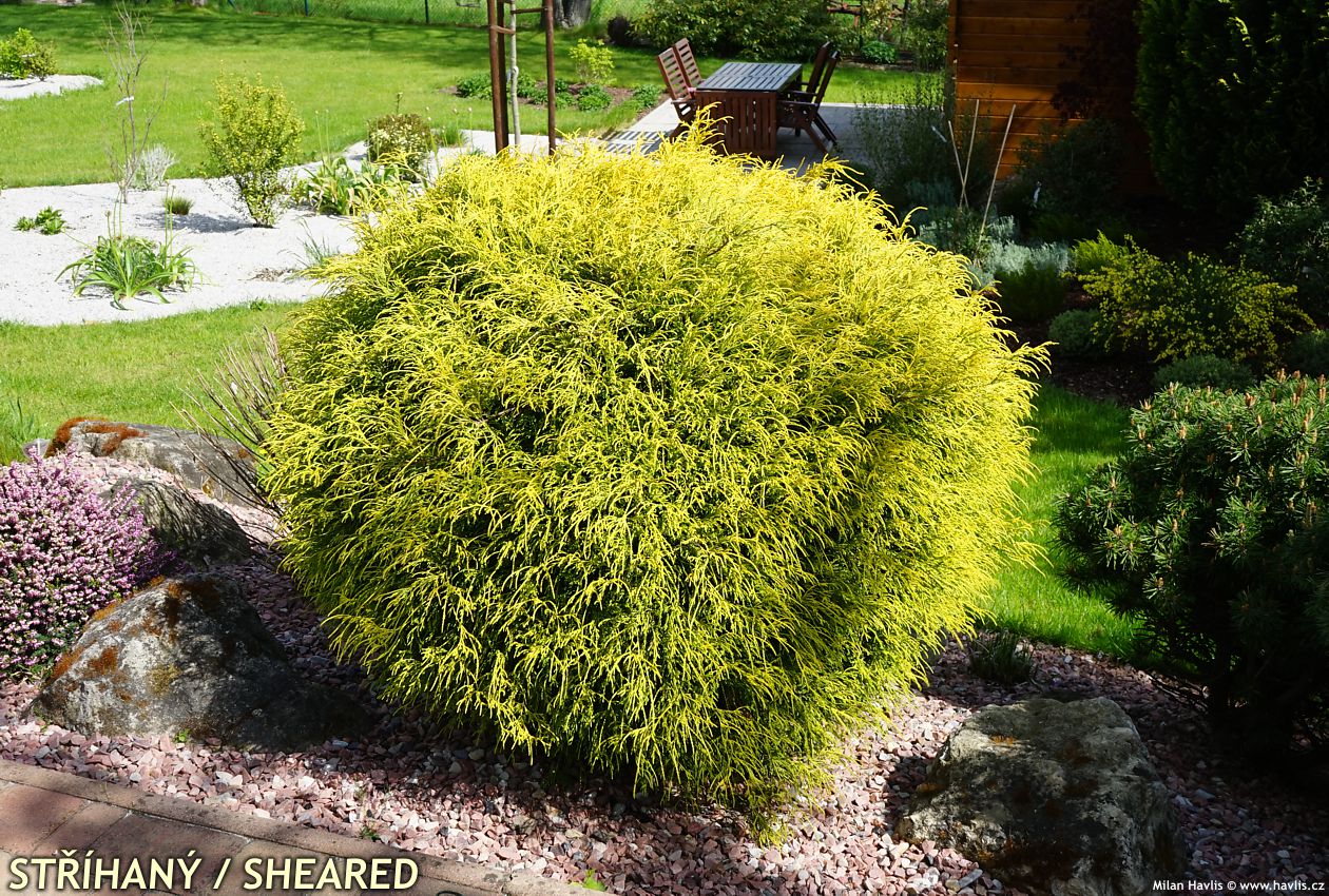 chamaecyparis pisifera Filifera Aurea