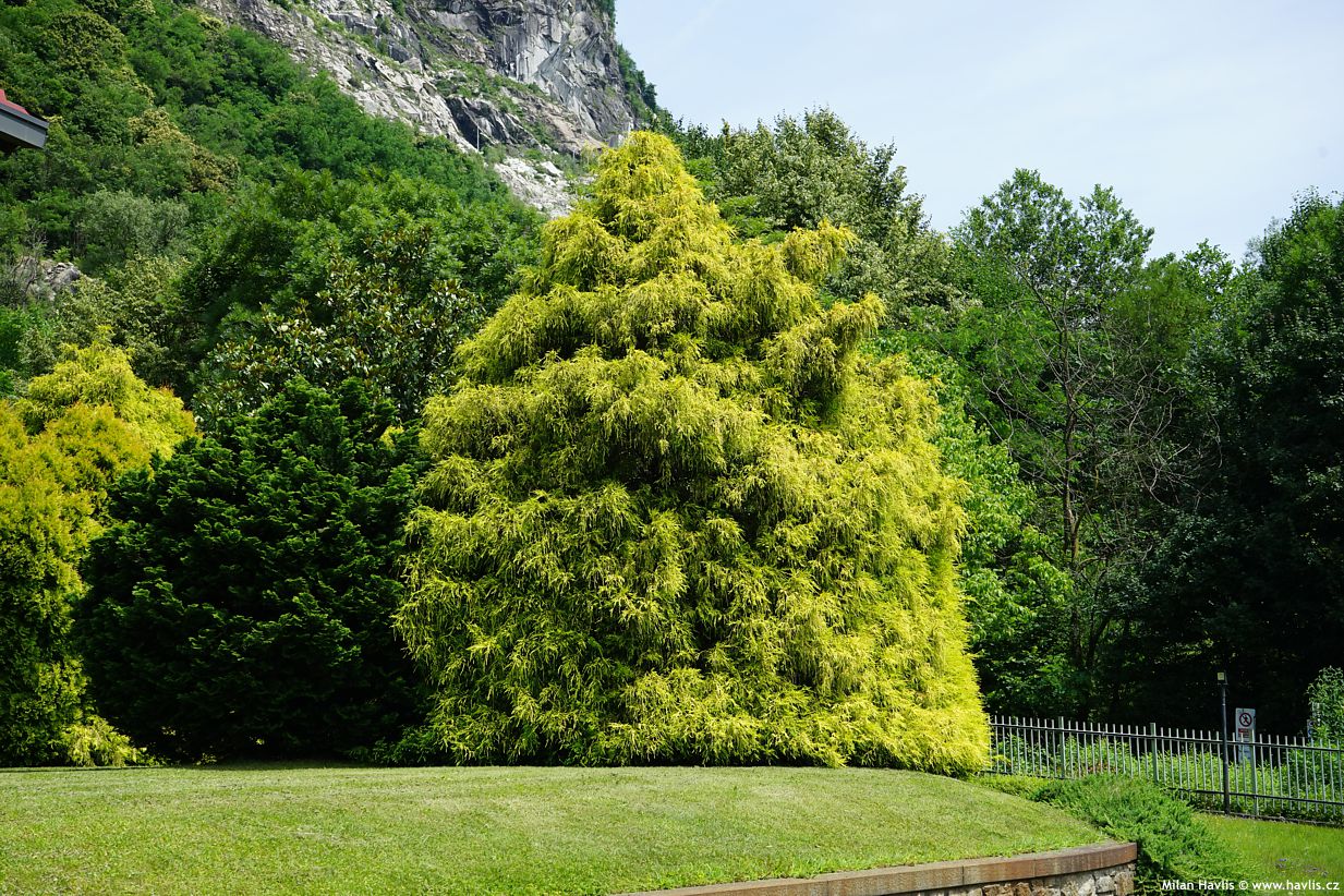 chamaecyparis pisifera Filifera Aurea