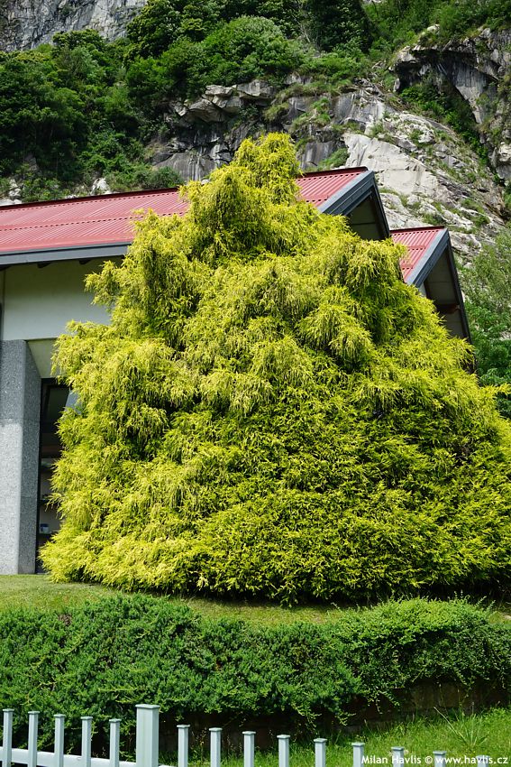 chamaecyparis pisifera Filifera Aurea