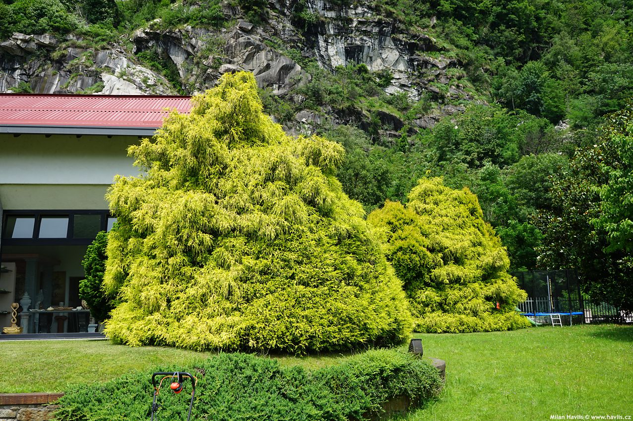 chamaecyparis pisifera Filifera Aurea