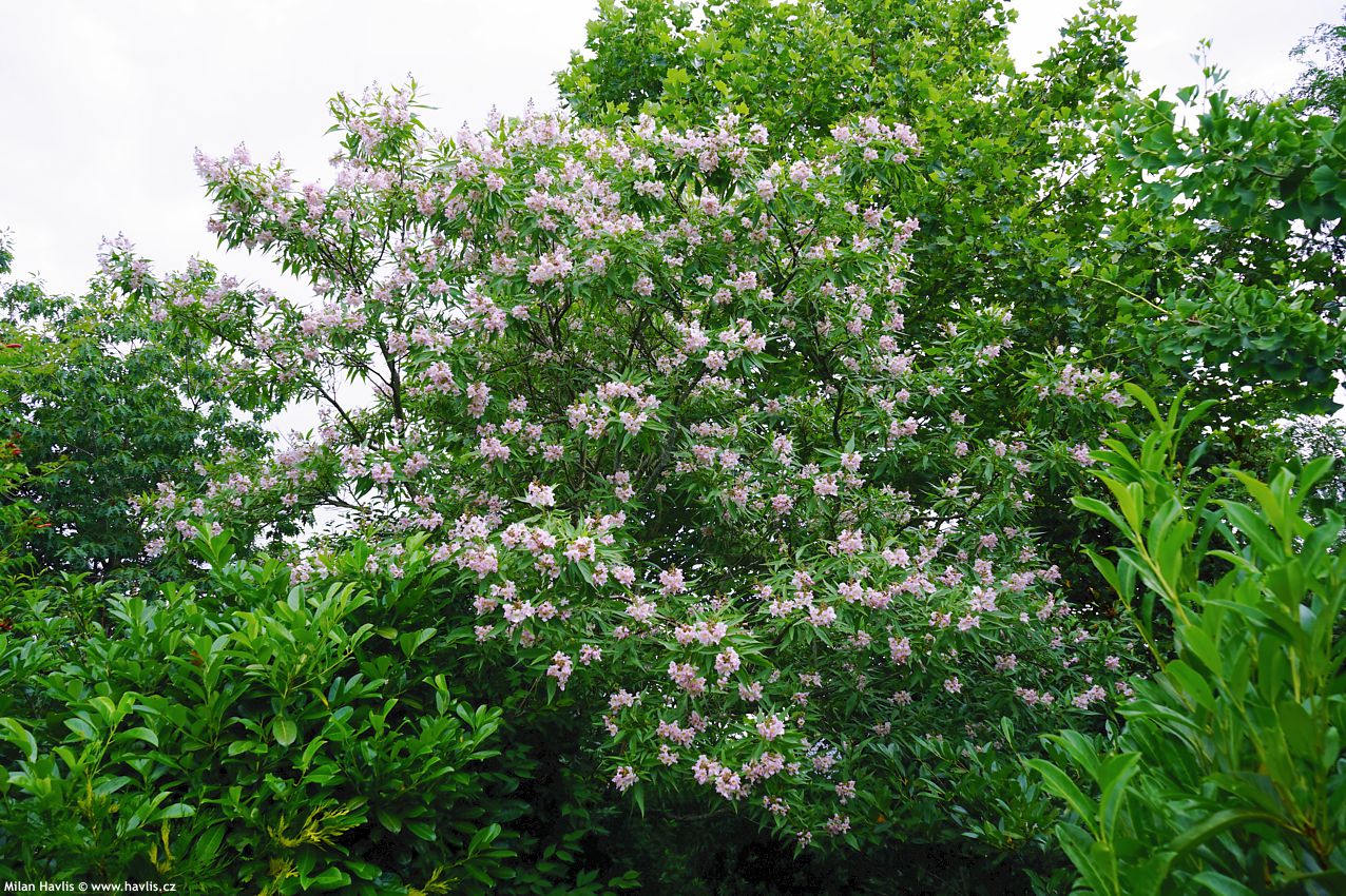 chitalpa tashkentensis Summer Bells
