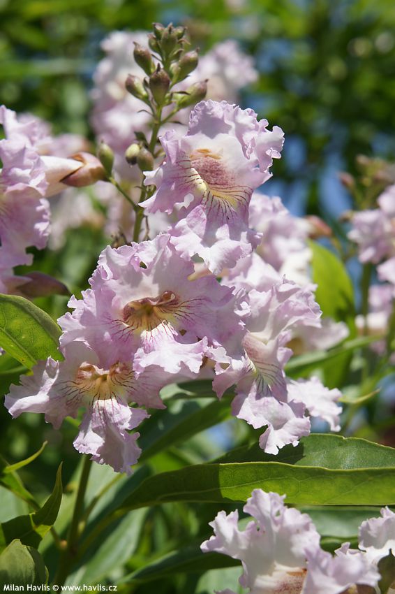 chitalpa x tashkentensis Summer Bells