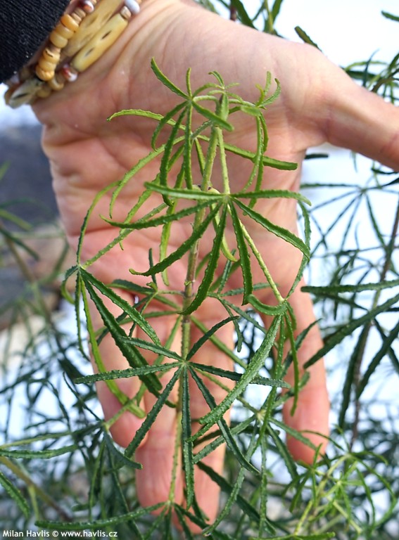 choisya Apple Blossom