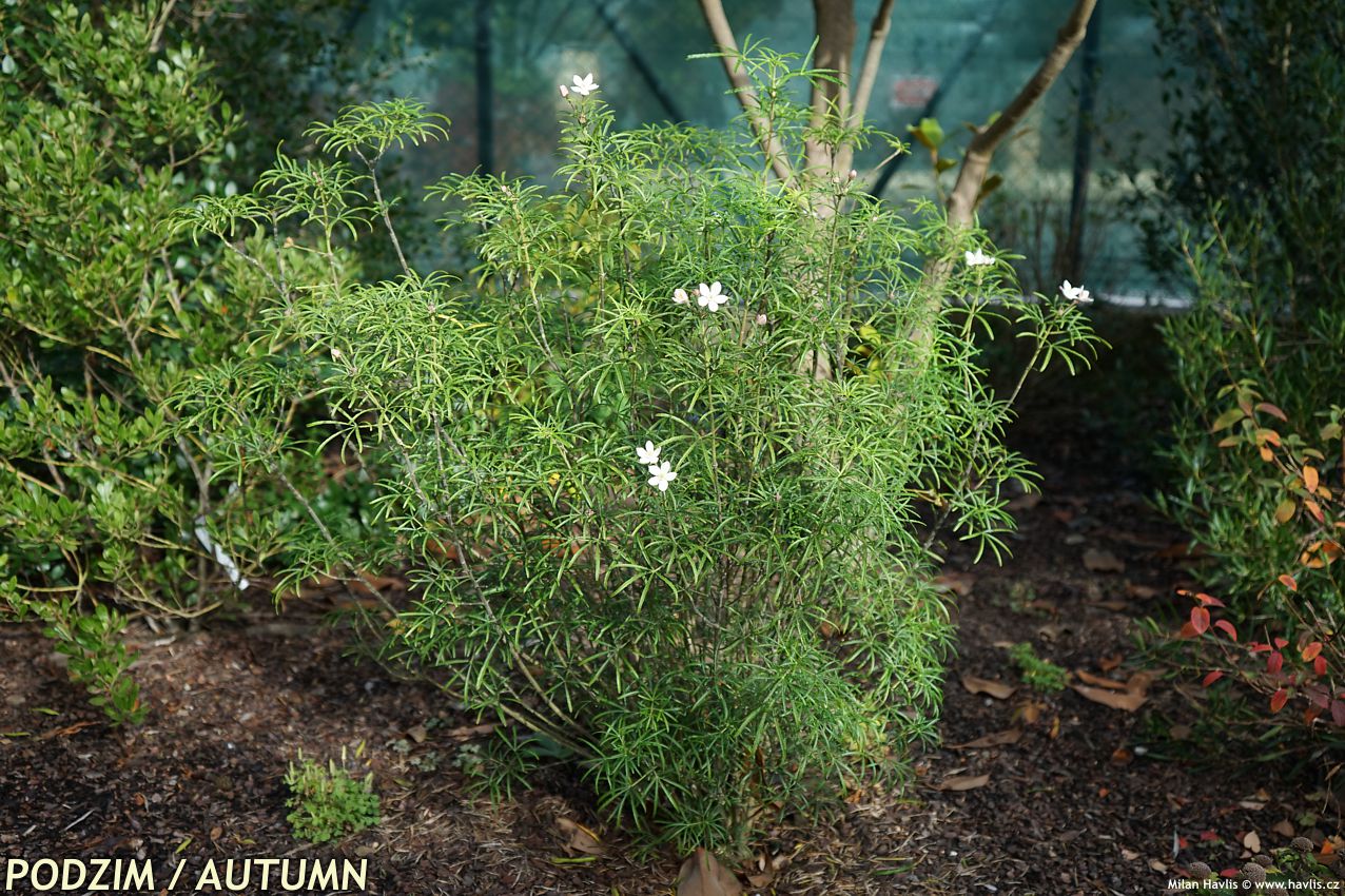 choisya Apple Blossom