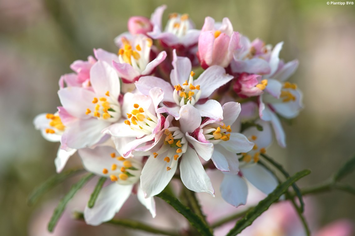 choisya Apple Blossom