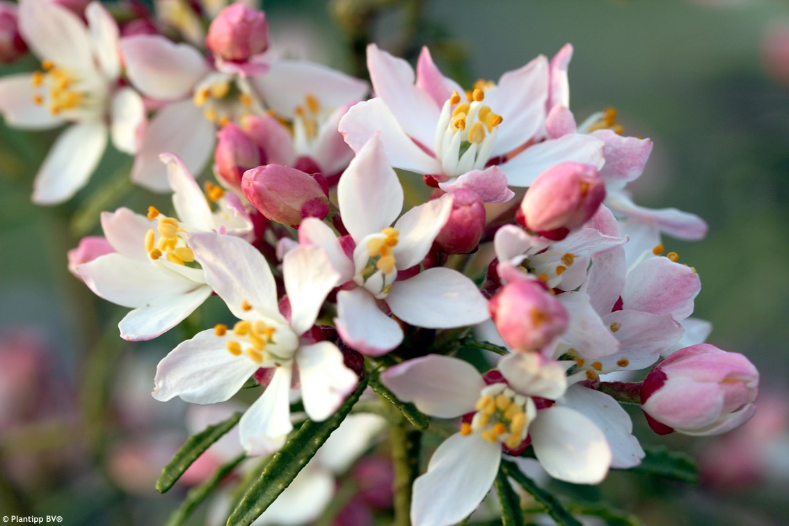 choisya Apple Blossom