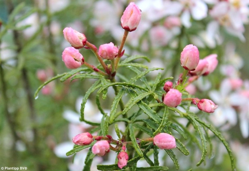 choisya Apple Blossom