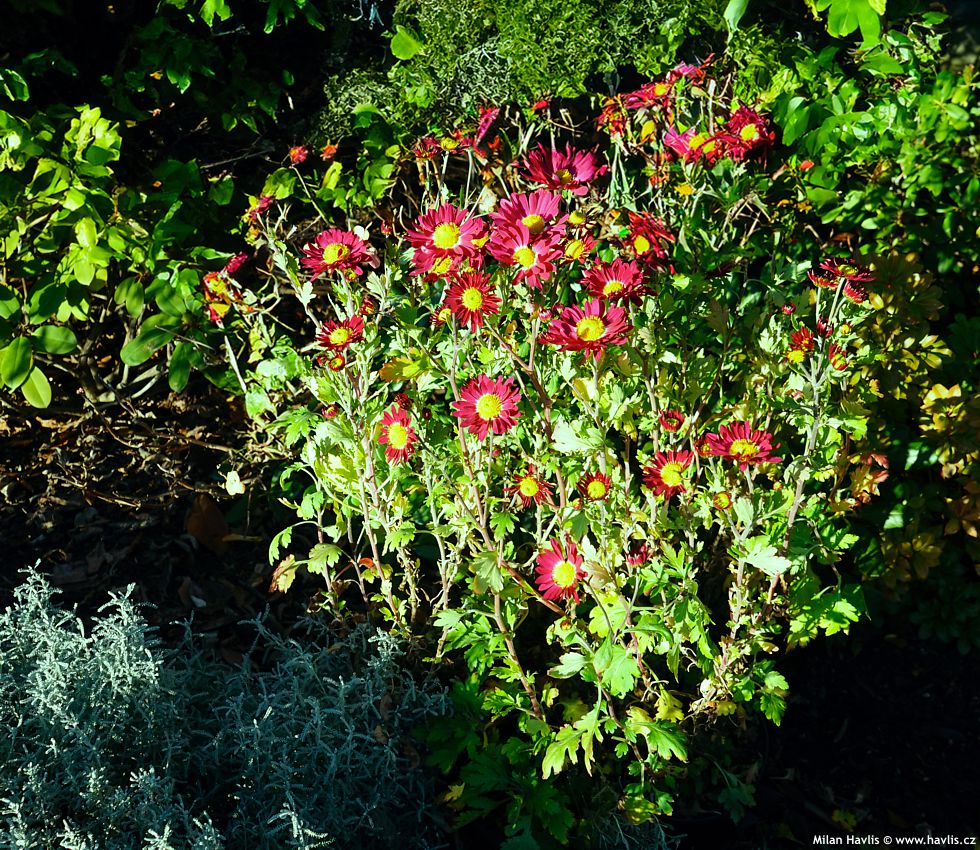 chrysanthemum Cousin Joan