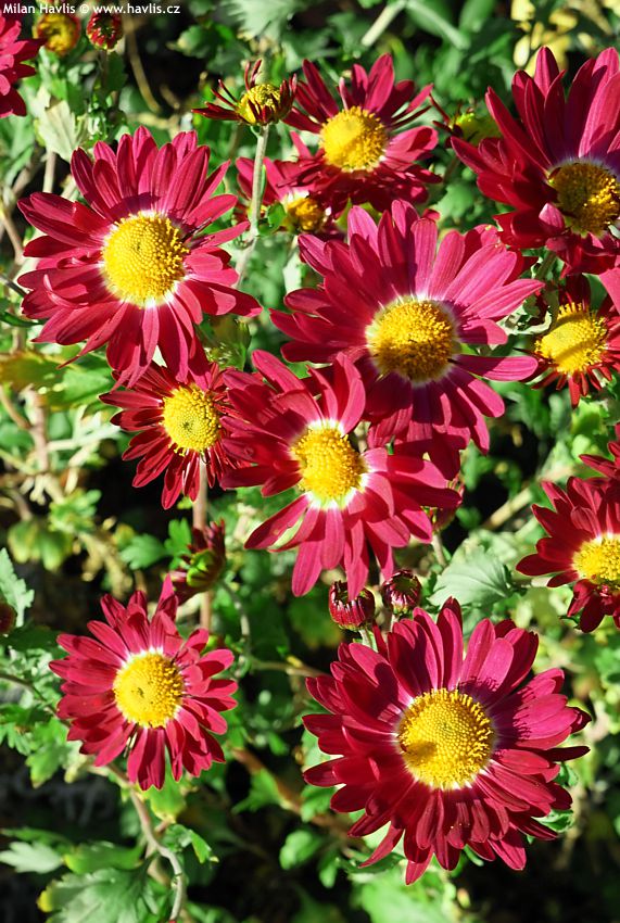 chrysanthemum Cousin Joan