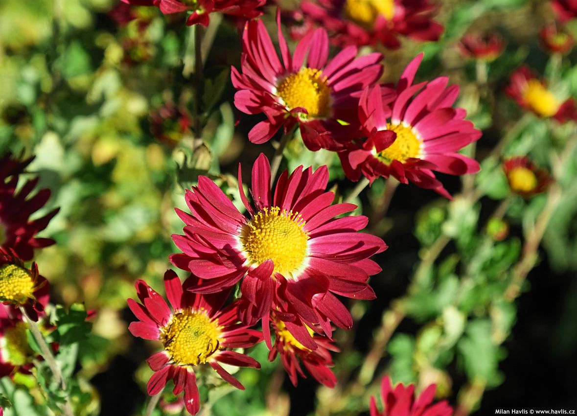 chrysanthemum Cousin Joan