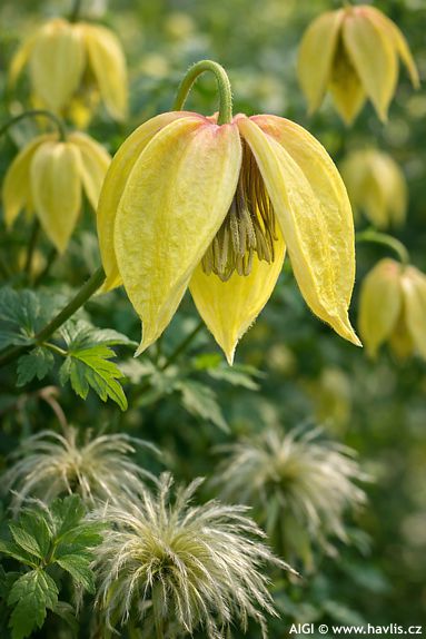 Clematis (sk. tangutica) 'CORRY'