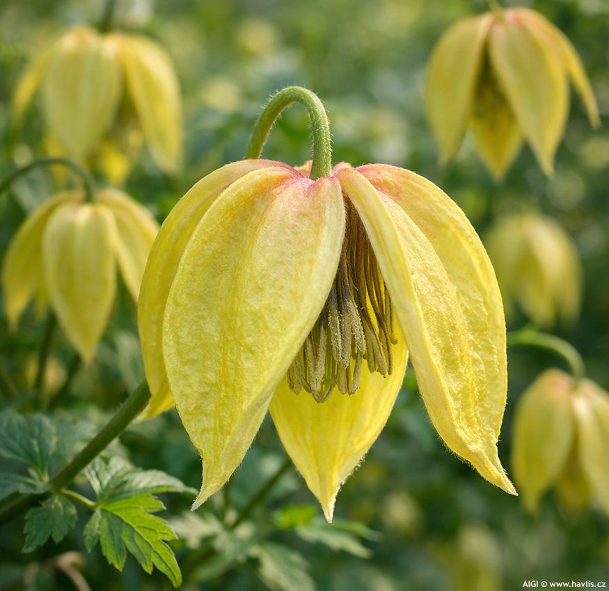 clematis Corry