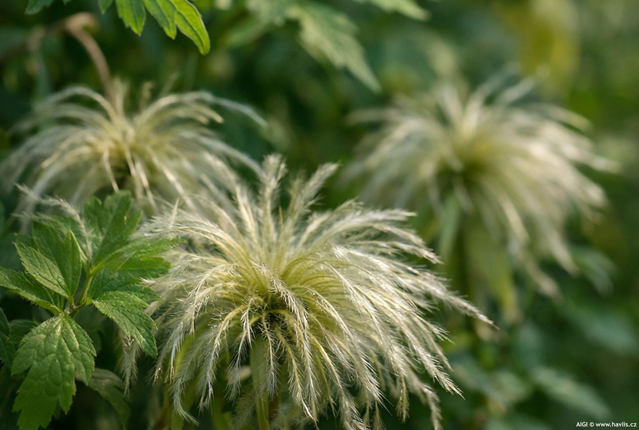 clematis Corry