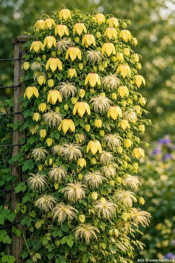 clematis Corry