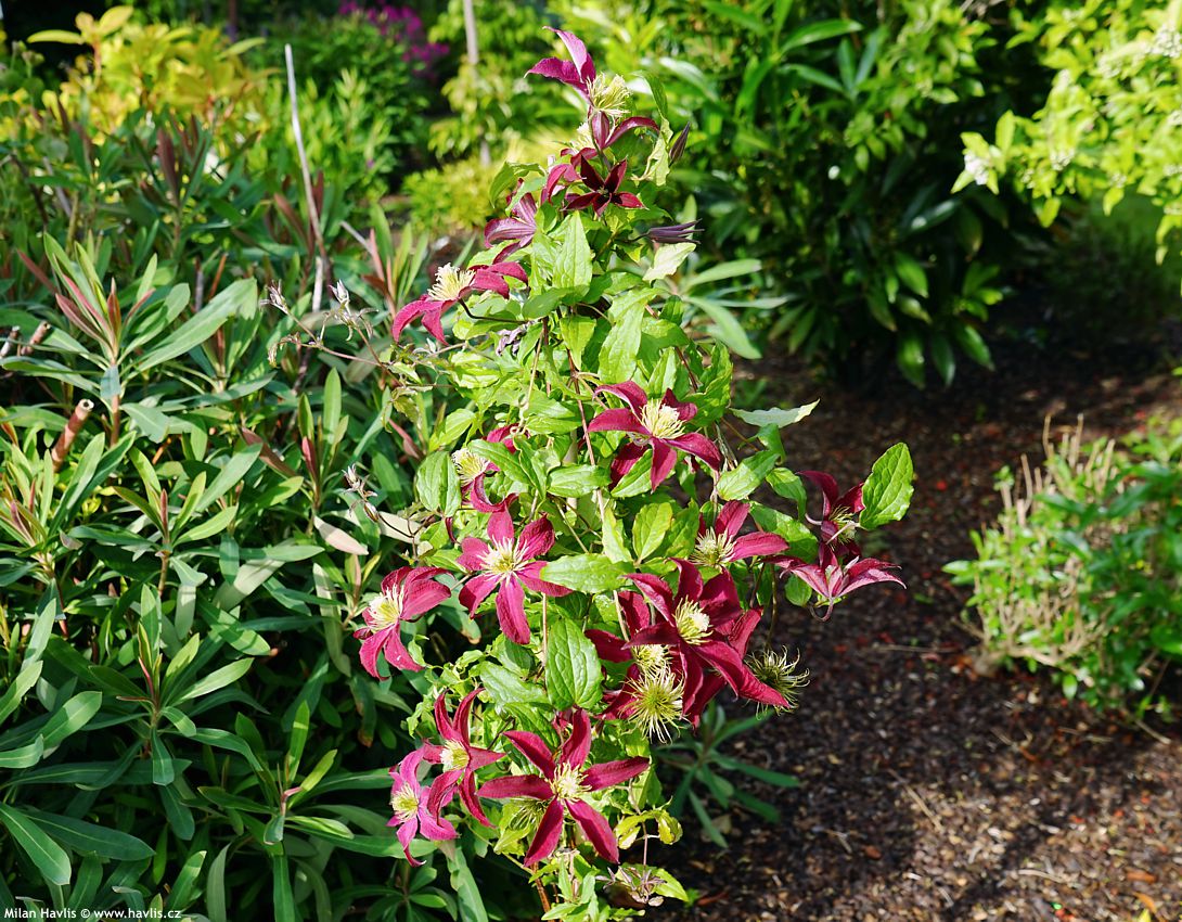 clematis Glorious Red 2026 (1).jpg