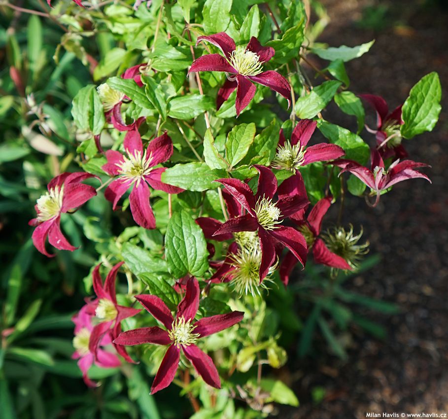 clematis Glorious Red 2026 (2).jpg