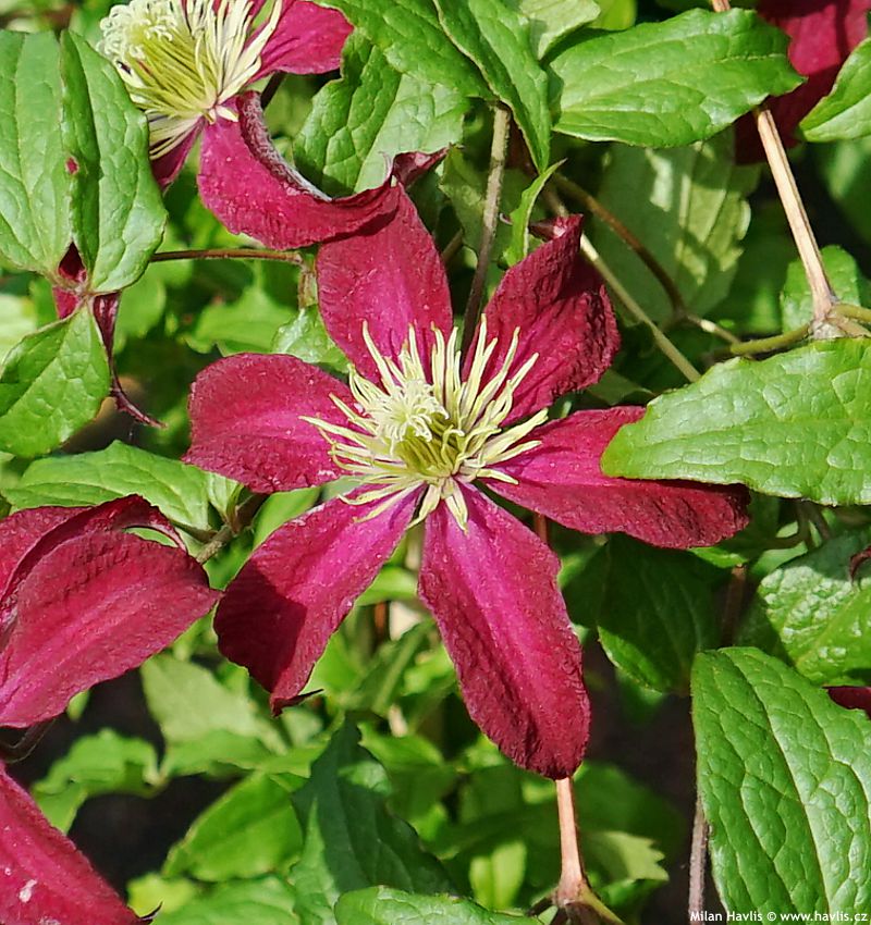 clematis Glorious Red 2026 (3) detail.jpg