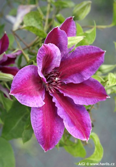 Clematis HAVE FUN