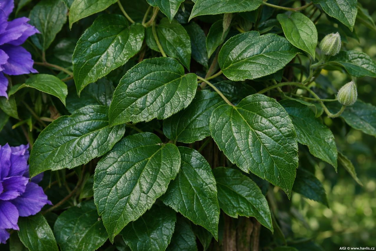 clematis Kiri Te Kanawa 2026 AIGI 3.jpg