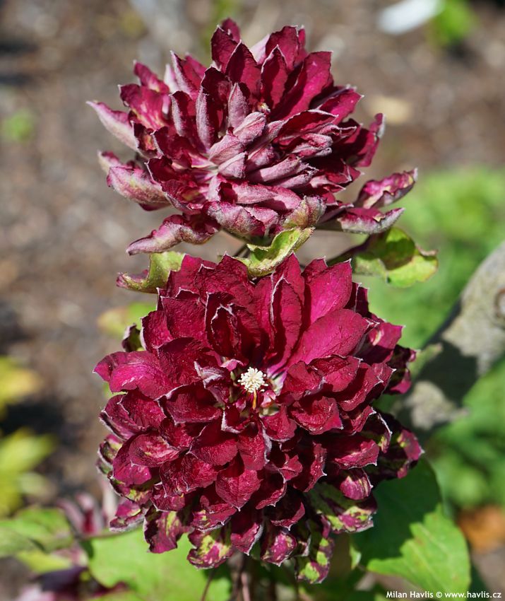 clematis Red Passion 2023 5.jpg
