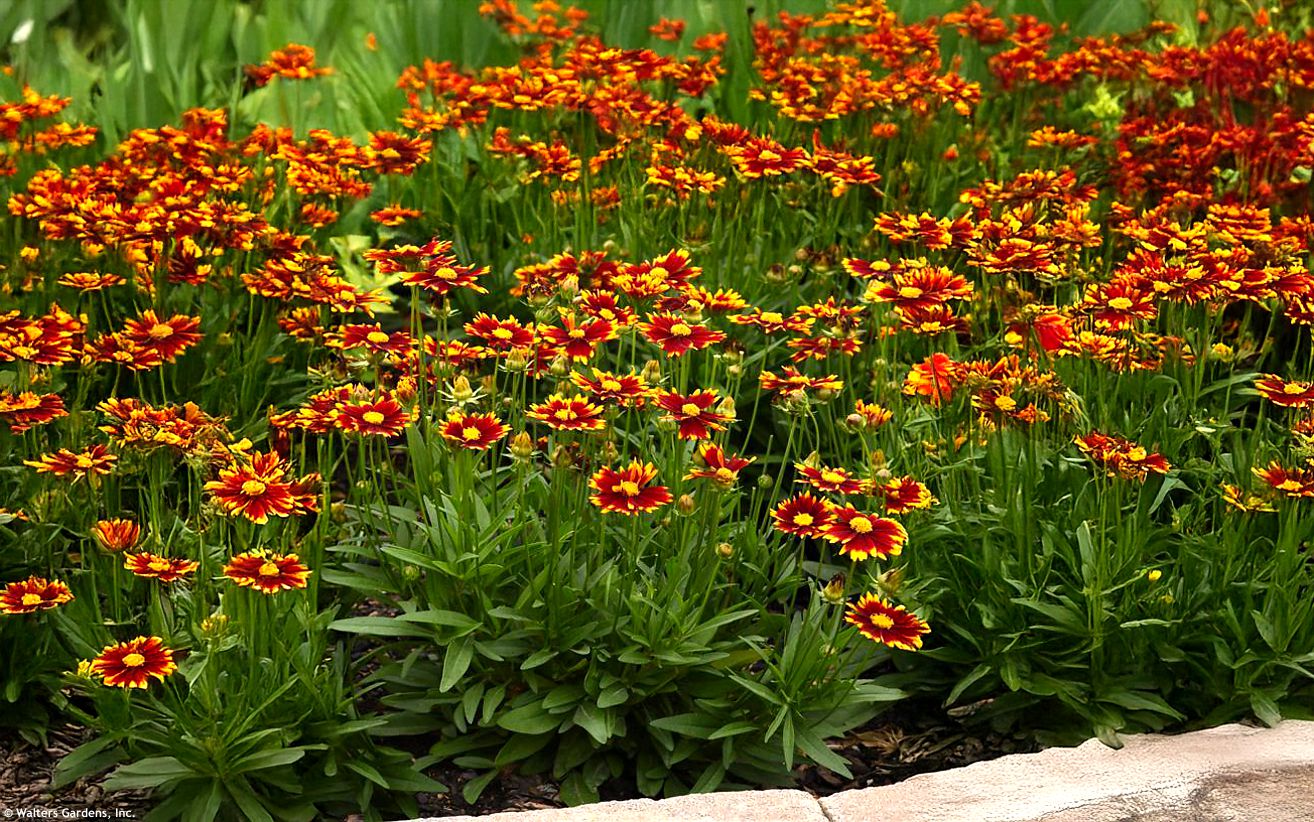 coreopsis Uptick Red