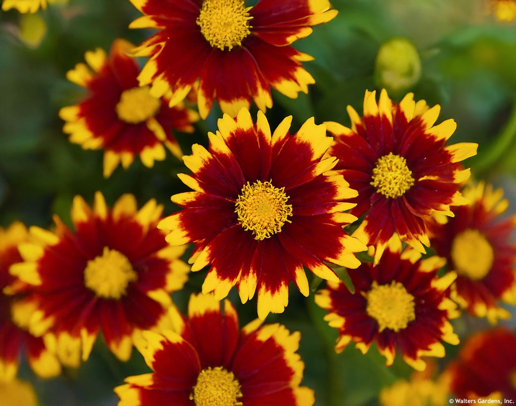 coreopsis Uptick Red