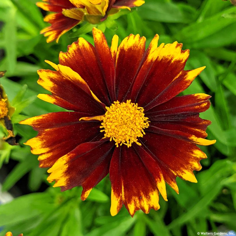 coreopsis Uptick Red