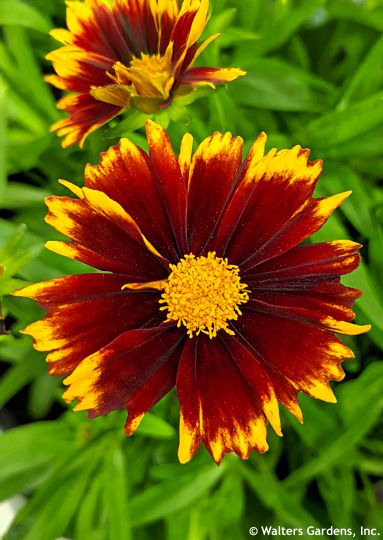 Coreopsis 'Baluptred' UPTICK™ RED