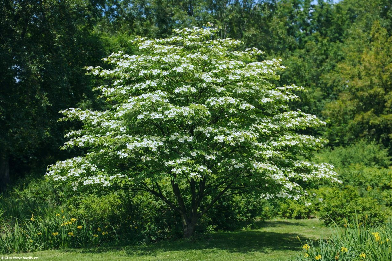cornus Norman Hadden 2026 AIGI a.jpg