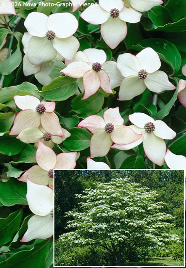 Cornus 'NORMAN HADDEN'