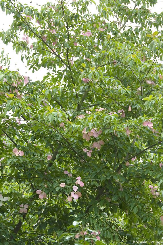 cornus Norman Hadden VIS 1.jpg