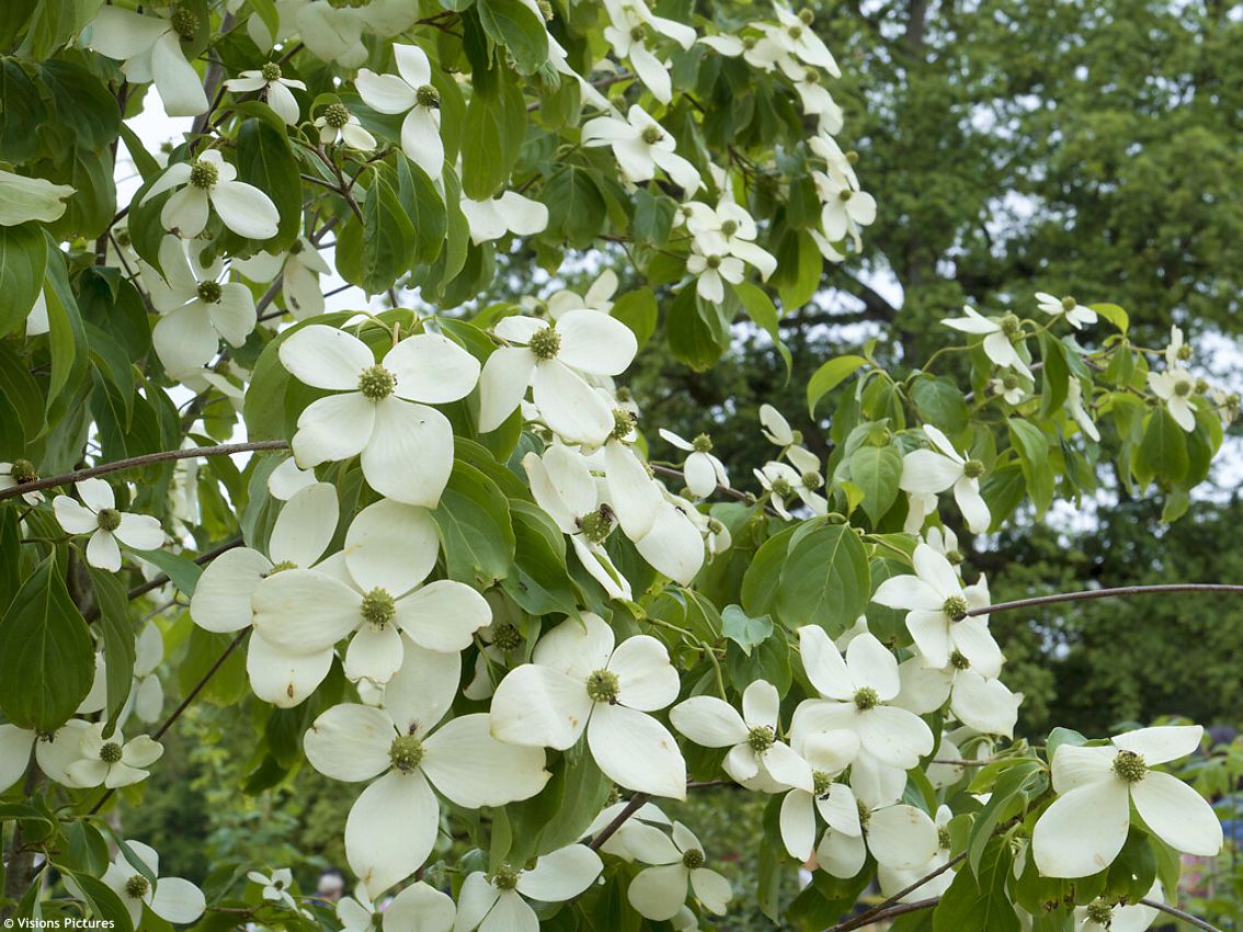 cornus Norman Hadden VIS 2.jpg