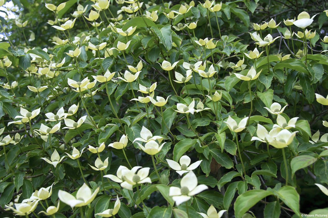cornus Norman Hadden VIS 3.jpg