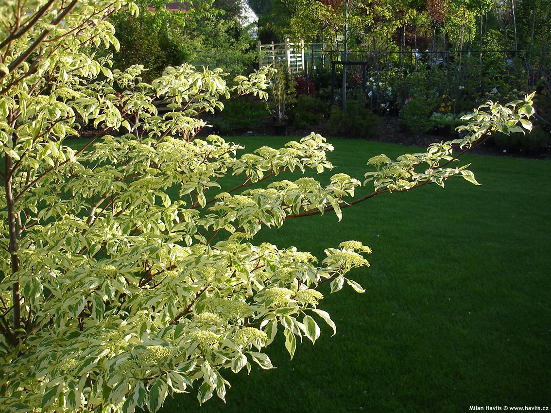 cornus controversa Variegata