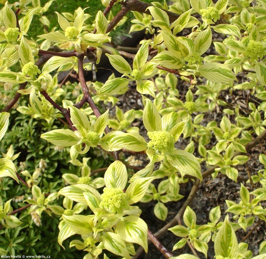 cornus controversa Variegata
