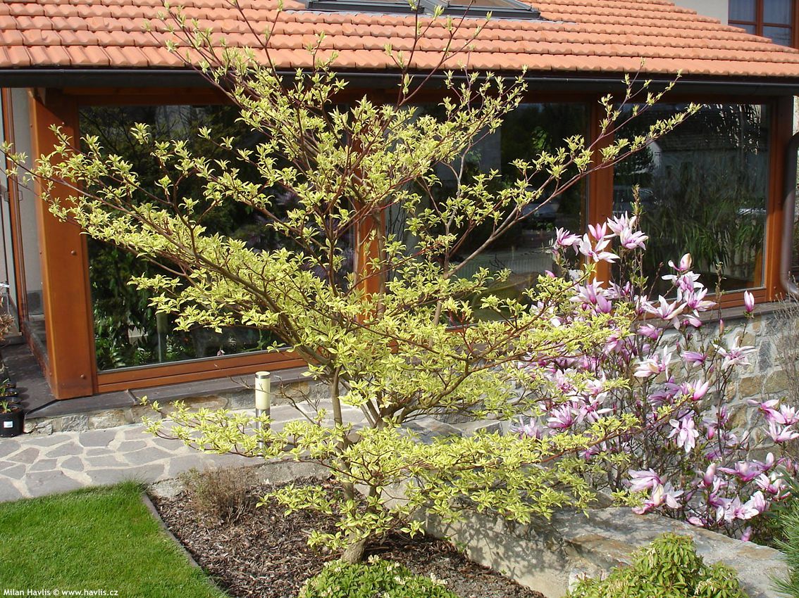 cornus controversa Variegata