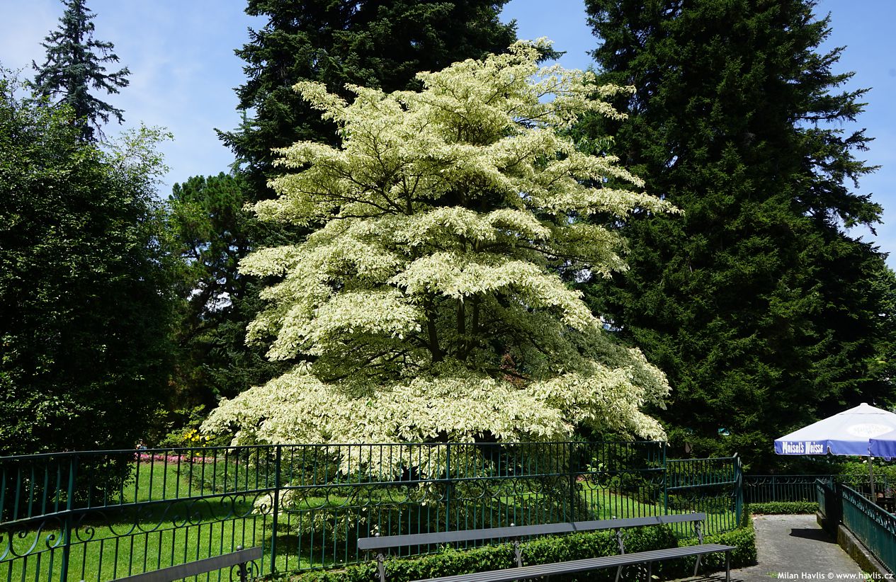 cornus controversa Variegata