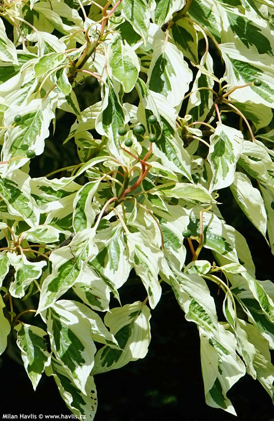 cornus controversa Variegata