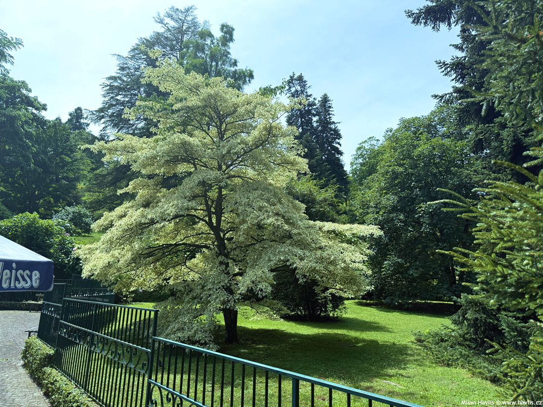 cornus controversa Variegata