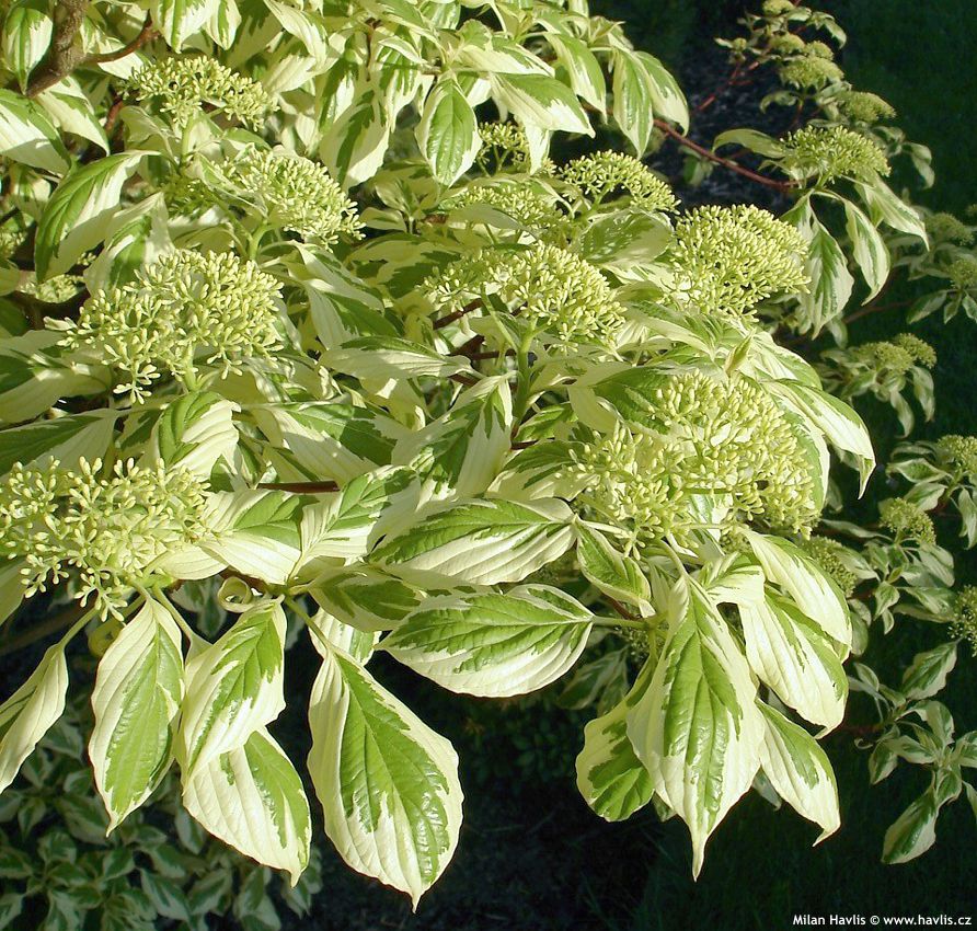 cornus controversa Variegata
