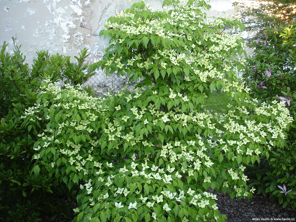 cornus kousa China Girl
