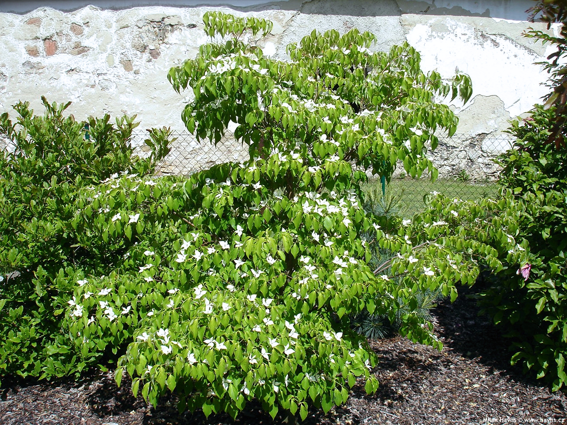 cornus kousa China Girl