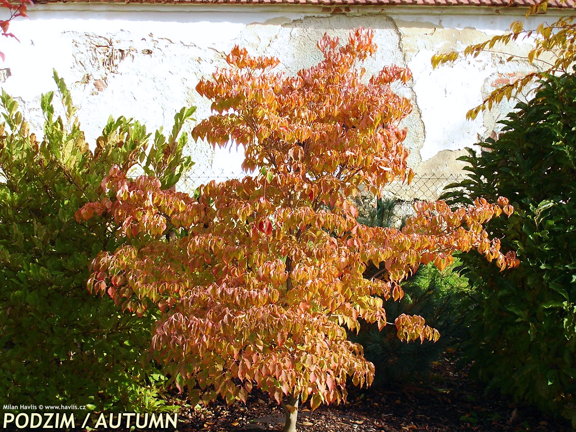 cornus kousa China Girl