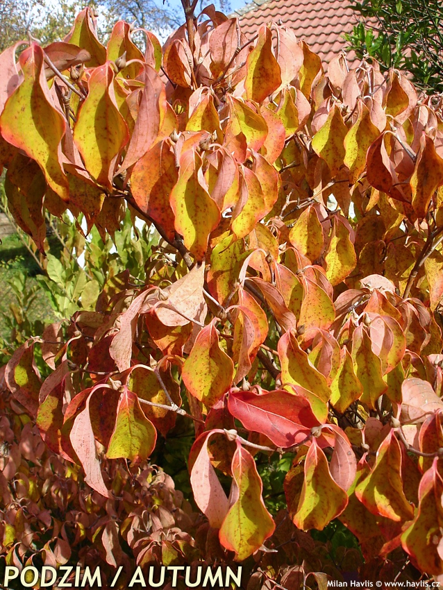 cornus kousa China Girl