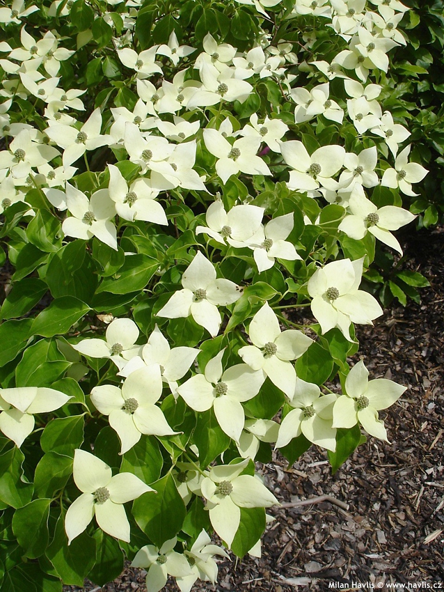 cornus kousa China Girl