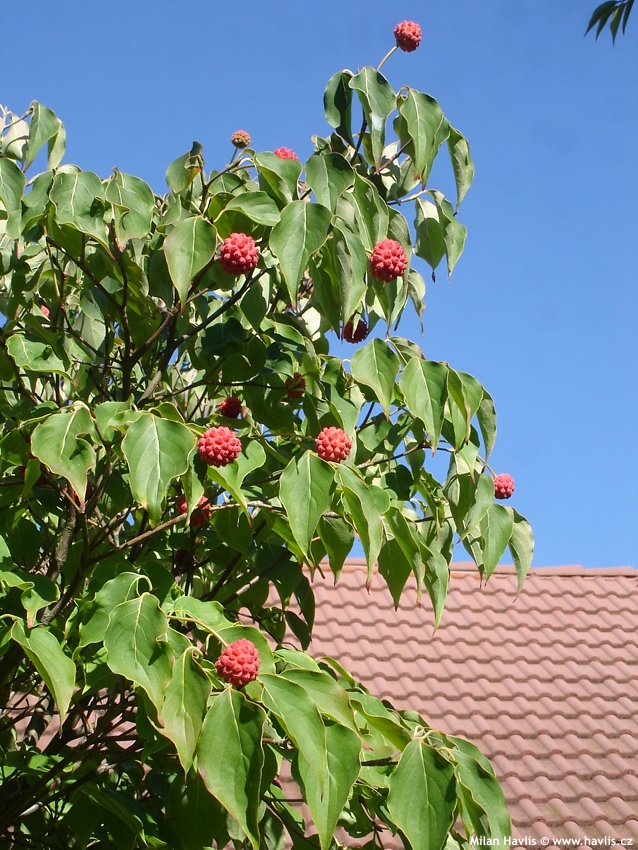 cornus kousa China Girl