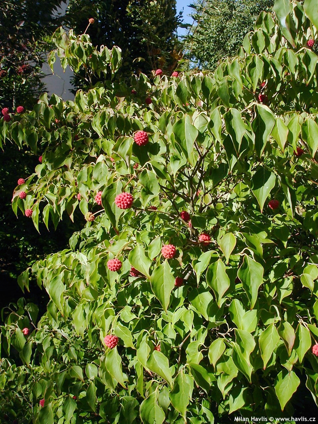 cornus kousa China Girl