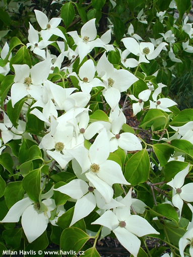 Cornus kousa var.chinensis 'CHINA GIRL'