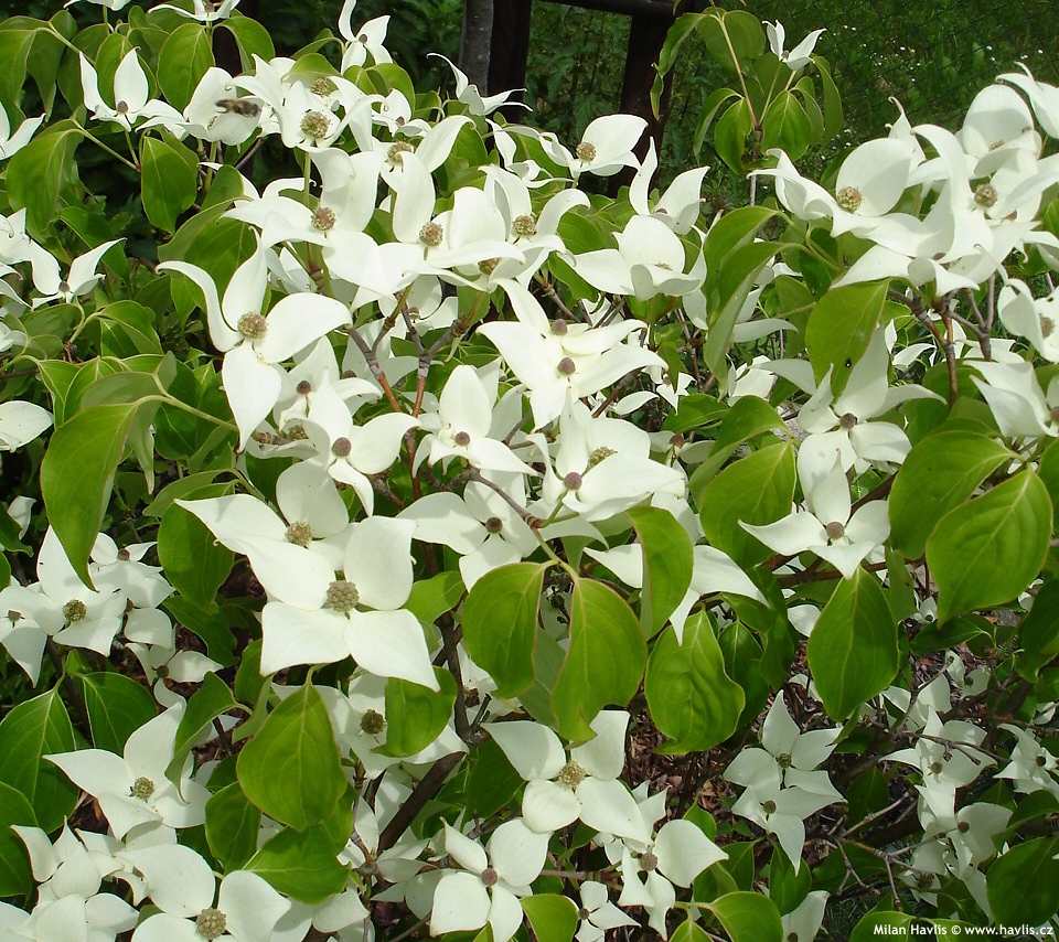 cornus kousa China Girl
